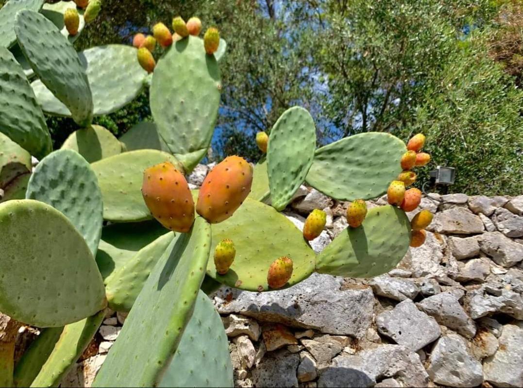 Trullo Dimora Di Pietra Gallipoli Baia Di Gallipoli Buitenkant foto